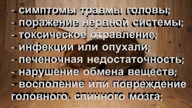 Внимание! Если кот упирается головой в стену! Что это означает?! смотреть онлайн