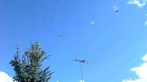 Николаевские голуби в Смоленске 2