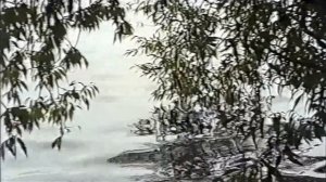 +Воронеж. Олеандр