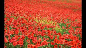 Медитация Поле Любви