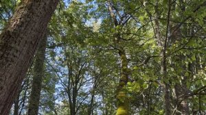 Музей-заповедник А. С. Пушкина "Тригорское"