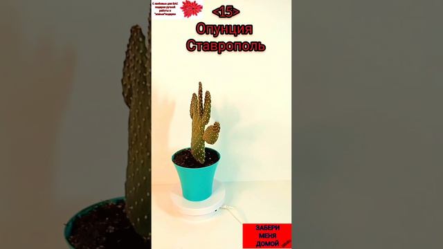 кактус Опунция