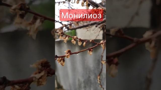 монилиоз абрикоса#обработкасада #садовод #молодыедеревья #харьков #монилиоз