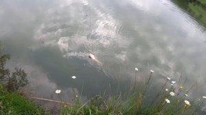 Рыбалка Осетия. Окунь гигант. Тарское.