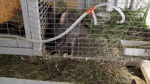 как сделать прохладнее в кролятнике который из поликарбоната и профлиста.