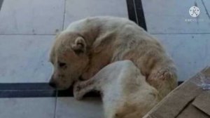 Истощенного Алабая бросили на базе отдыха. Куска хлеба даже пожалели…