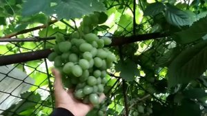 виноград подарок запорожья