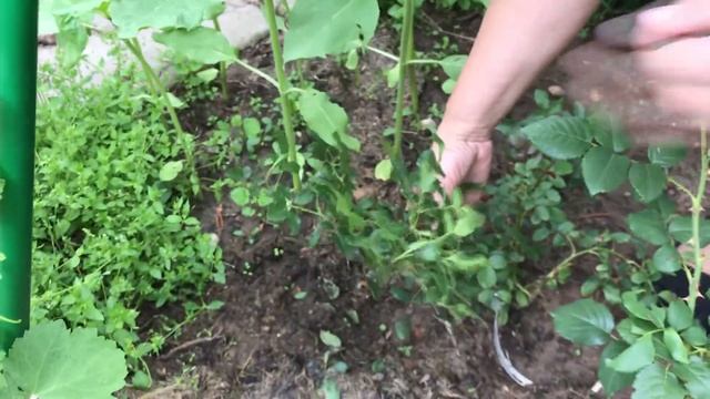 посадка РОЗ из питомников: ЭЛИТ, ВДОХНОВЕНИЕ, АГРОМАРКЕТ 24, РОЗА ПОЧТОЙ И ПИТОМНИК ПОЛИНЫ КОЗЛОВОЙ смотреть онлайн