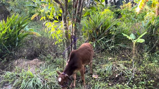 Functional Farming, Sugar Apple, Custard Apple, Atemoya, Ilama, Soursop - November 19, 2023