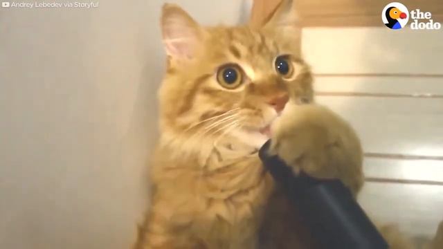 кот и пылесос смотреть онлайн