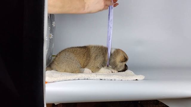 Фотосессия щенков Японской Акиты | Одесса, Украина смотреть онлайн