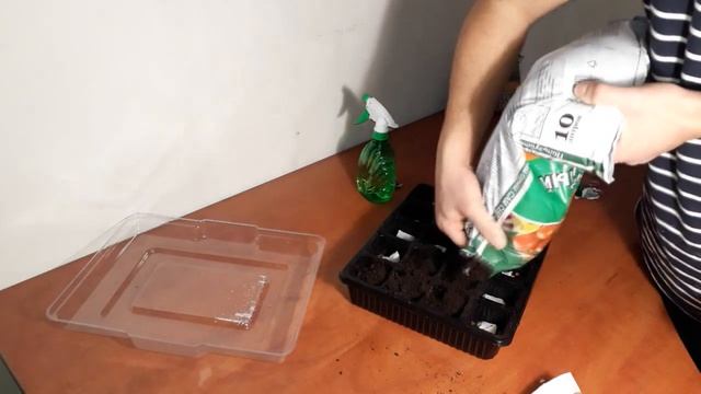 Мандарин из косточки. 100 % Мандариновое дерево. Домашний мандарин смотреть онлайн