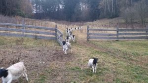 Дорпер-бараны производители Беларусь +375296554488 Роман #dorper #dorpersheep #семейнаяферма
