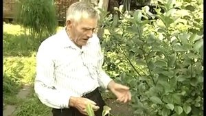 Прививаем грушу на черноплодку