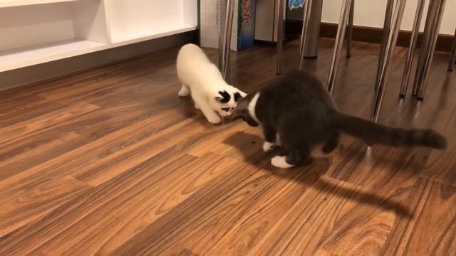私の2匹ひきの可愛い猫はスーパープロテクターだって🐈 | My two cute cats are super protectors 🐈.