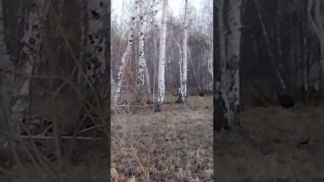 Крик косули(дикого козла). Жутко смотреть онлайн