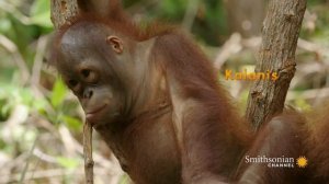 Three’s a Crowd in this Orangutan Relationship