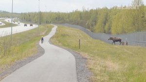 Damn Nature You Scary   Funny Scary Animal Encounters