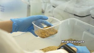 Микорады сборка