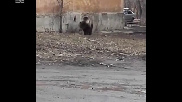 Медведь гуляет по Челябинску смотреть онлайн