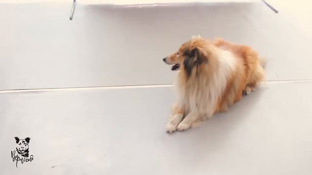 Проект "город Собак" ТЦ РИО 29. 04. 2018 смотреть онлайн