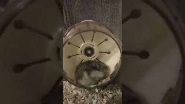 ? хомяк ? бегает по кругу с полными щеками ? смотреть онлайн