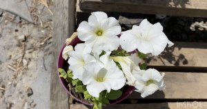 Счастья которое есть один раз в год ?