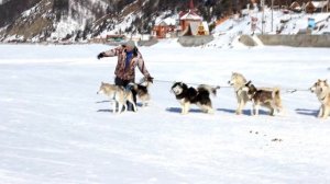 Собачьи упряжки на Байкале. Снежная сказка на Байкале. Упряжки по льду Байкала. Туры по Байкалу.