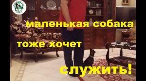 Дрессировка собак. Новосибирск. Кинологический центр Барс. Пинчер послушание