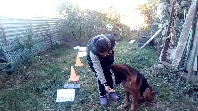 Жасминка. Упражнение на внимание. Команда "Зырь". Усложнила до 10 секунд.