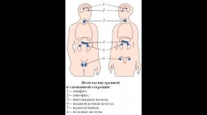 § 7 Общие принципы регуляции жизнедеятельности организма. Гуморальная регуляция. Эндокринная систем