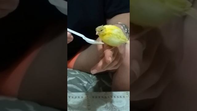 кормления птенца канарейки 2 смотреть онлайн