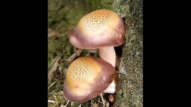 Tricholomopsis rutilans