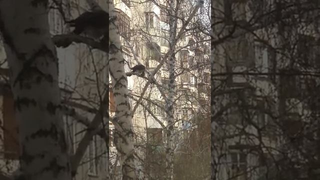 Ястреб на ул. Холодильной смотреть онлайн