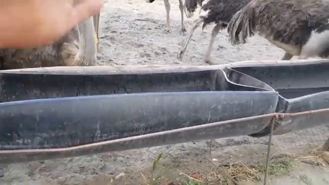 Бизнес Страус смотреть онлайн