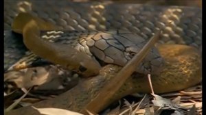 King Cobra VS King Cobra Real Fight To Death | Snake Attack Snake | Most Amazing  Attack Of Animals