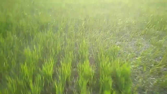 Обзор озимой пшеницы когда нет влаги и были морозы.