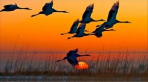 Унесите меня журавли - В. Смирнов (кавер) на гитаре.