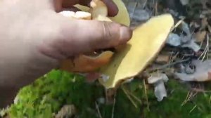 Просто красивые грибы козляки в харьковской области. 2022. Сентябрьские.