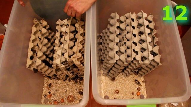 Ч.2 Разведение таракан Мертвая Голова / Ферма, содержание / Blaberus craniifer смотреть онлайн