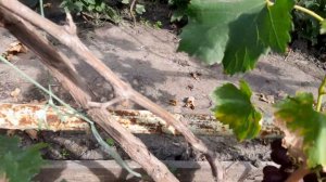 ВИНОГРАД ВАЛЕРИЯ  урожайная форма с ранним сроком созревания.Проверенная ливнями 2019 года.