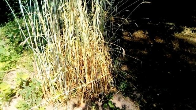 Обзор сидератов. Часть 2. Гречиха и другие