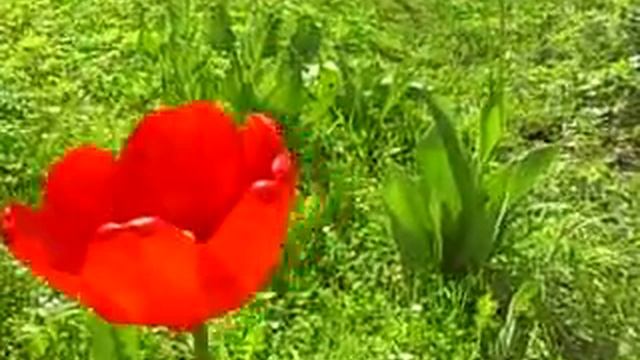 Тюльпаны на даче смотреть онлайн