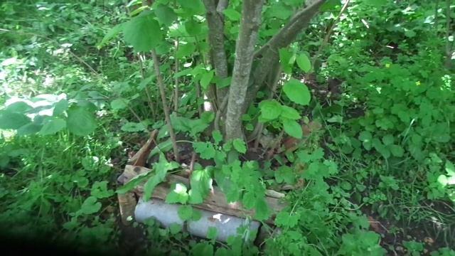 Загущенные посадки фундука уплотнены "капустой" и "картофелем" смотреть онлайн