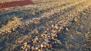 лук легаси. Уборка лука. Выращивание лука