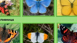 Окружающий мир. Почему мы не будем рвать цветы и ловить бабочек?