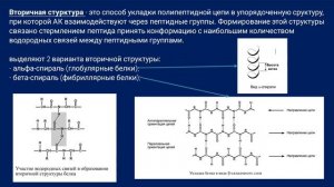 Биохимия. Лекция 1. Белки, классификация, строение и их функции. Физико-химические свойства белков.