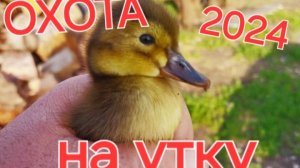 Осенняя охота на утку 2024.Утренняя зорька