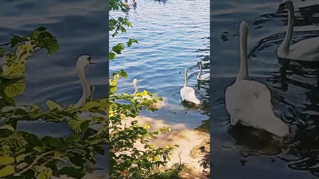 Лебеди "Европейского Байкала" 🦢 (18.08.22), Калининградская область 🦢 ТС ВечагоР.