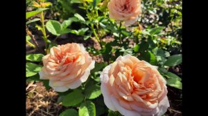 Радости и печали в саду))) Трипсы и другое...